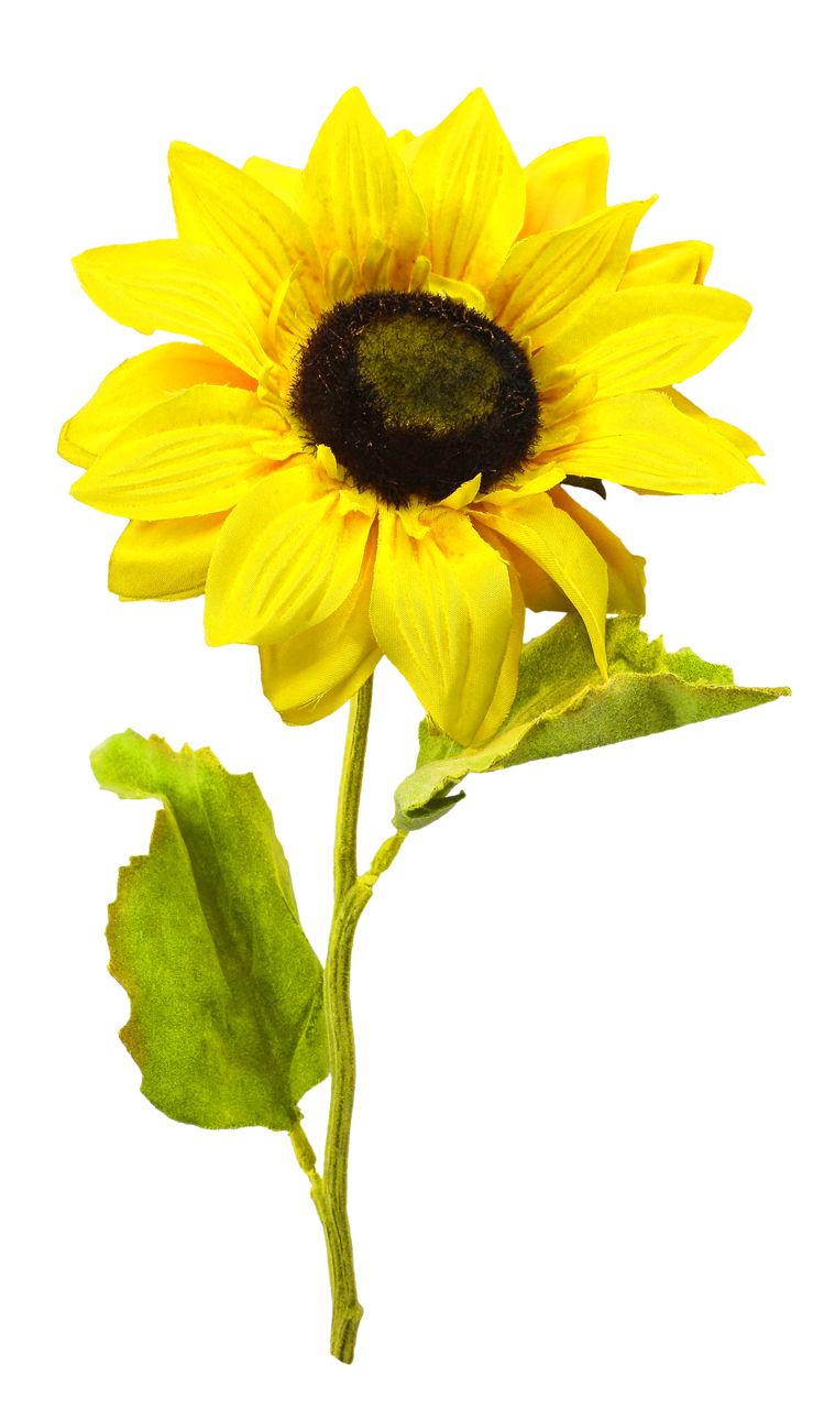 Sunflower PNG    图片编号:13397