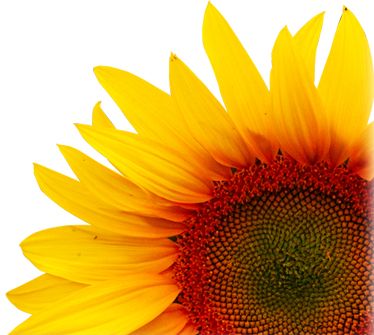 Sunflower PNG    图片编号:13398