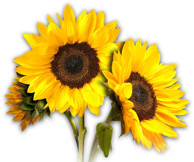 Sunflowers PNG    图片编号:13400