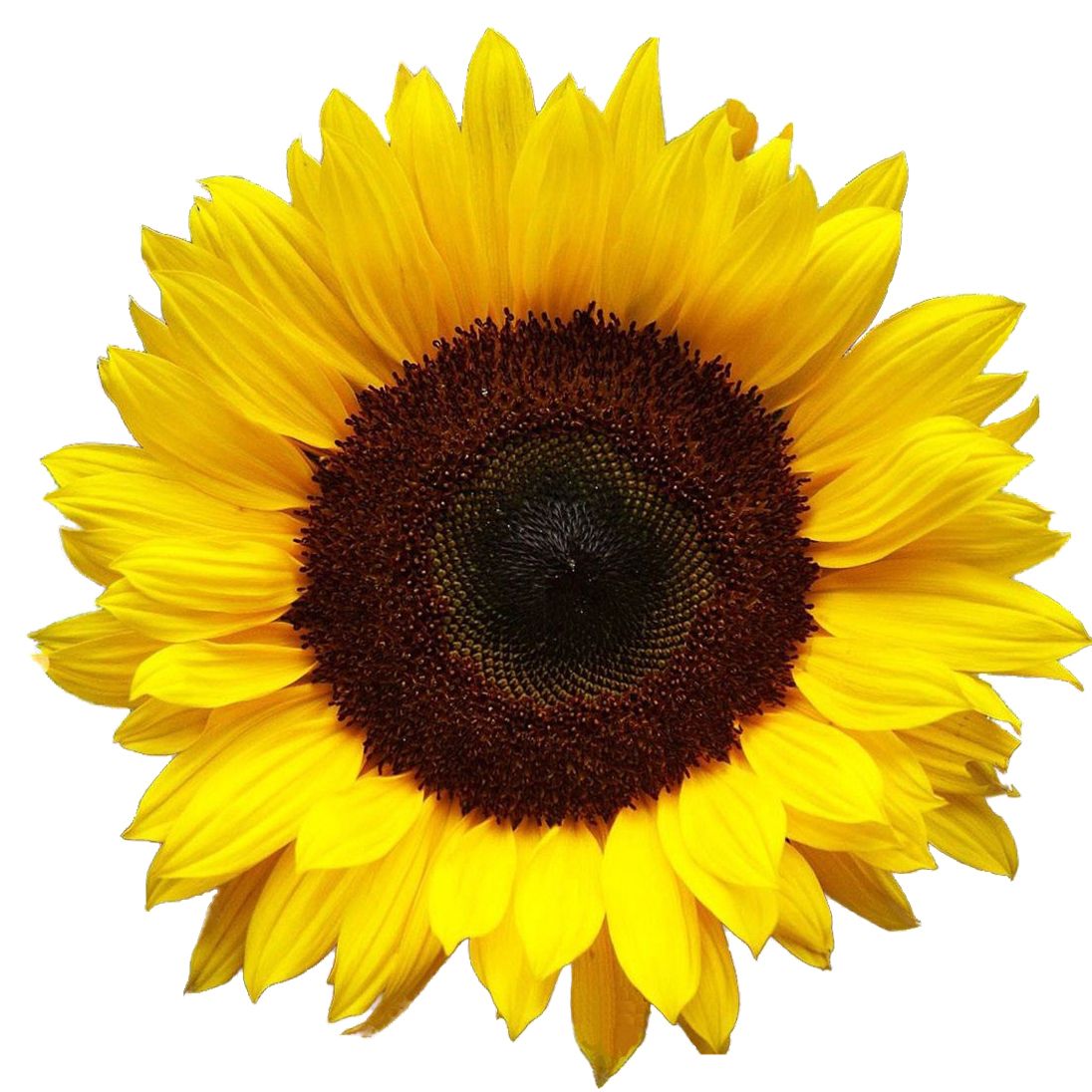 Sunflower PNG    图片编号:13401