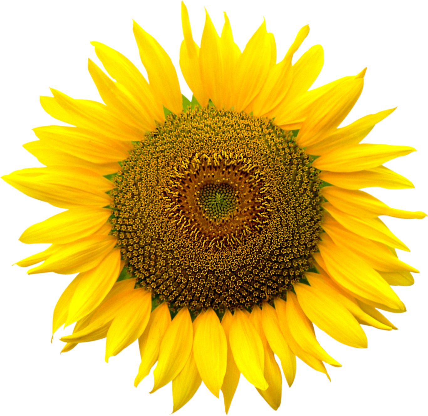 Sunflower PNG    图片编号:13402