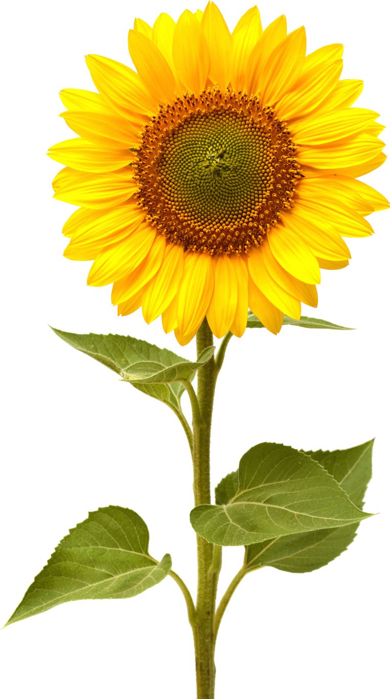 Sunflower PNG    图片编号:13403