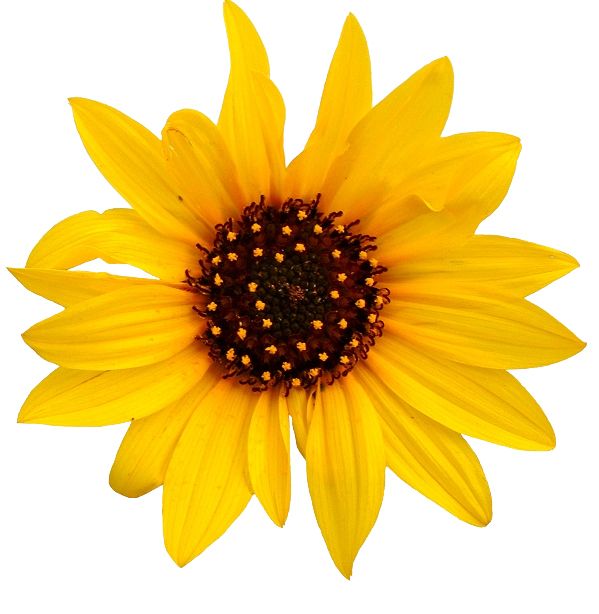 Sunflower PNG    图片编号:13405
