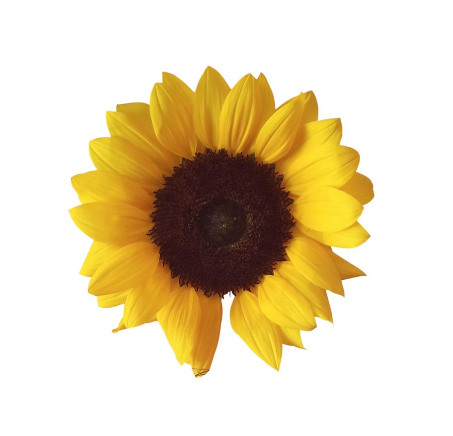 Sunflower PNG    图片编号:13406
