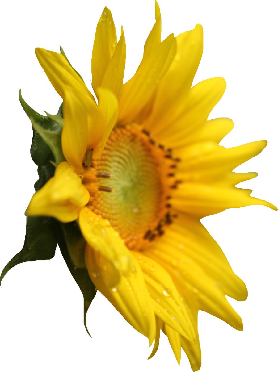 Sunflower PNG    图片编号:13408