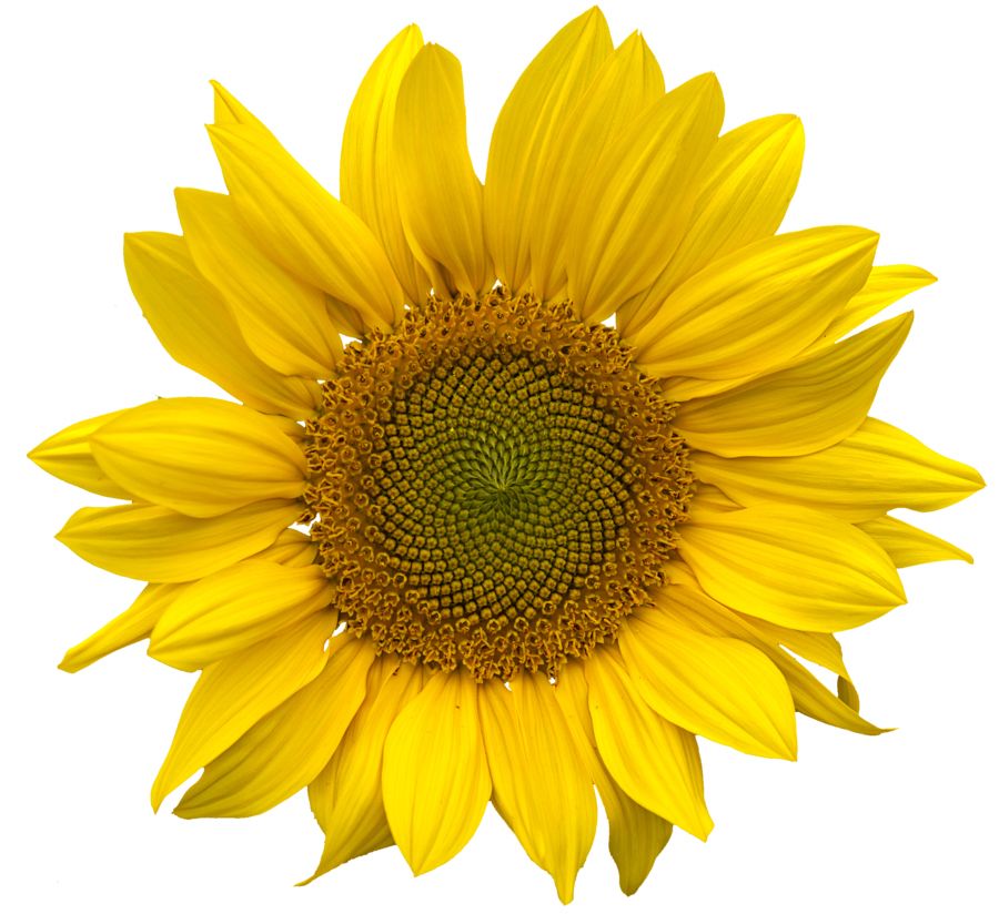 Sunflower PNG    图片编号:13409