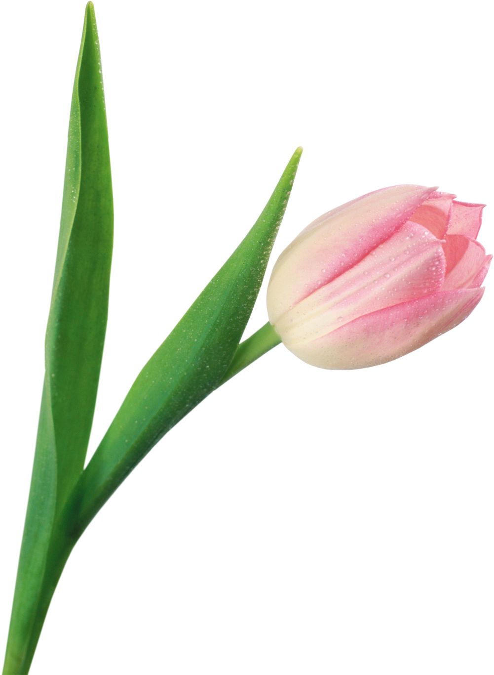 Tulip PNG image    图片编号:8978