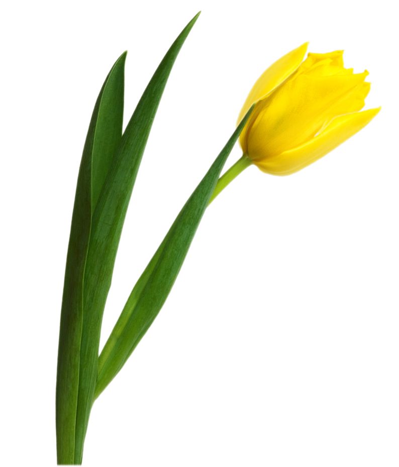 Yellow tulip PNG image    图片编号:8979