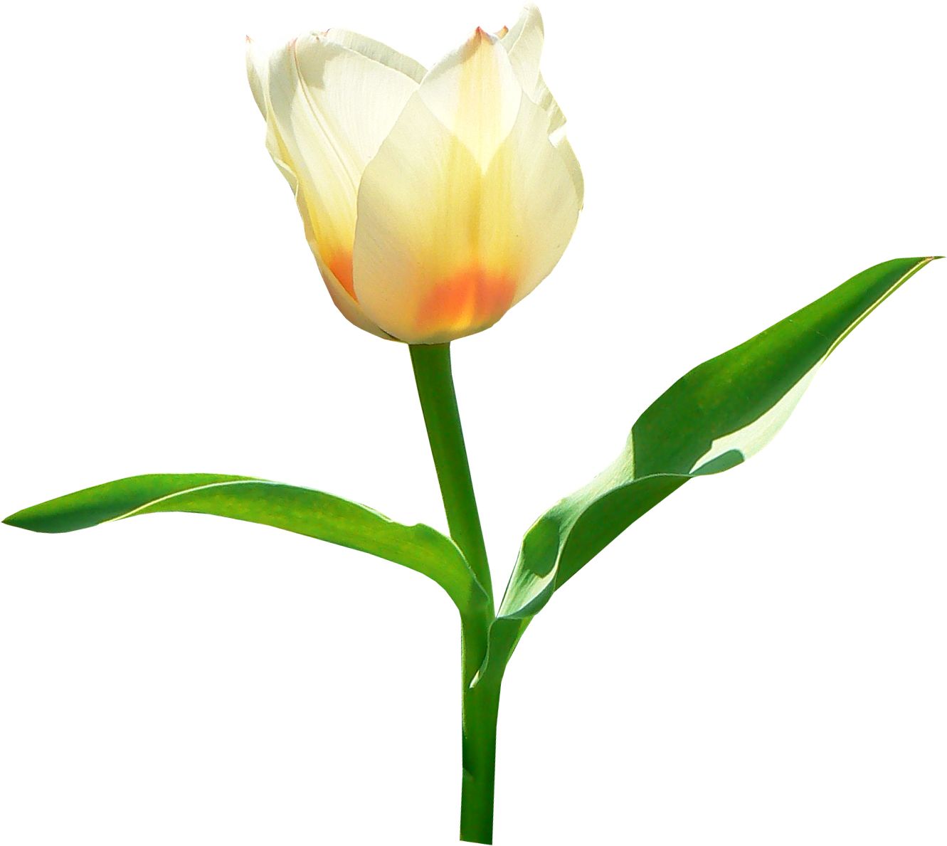 Tulip PNG image    图片编号:8980