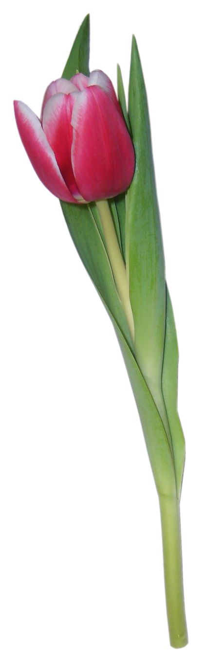 Tulip PNG image    图片编号:8981