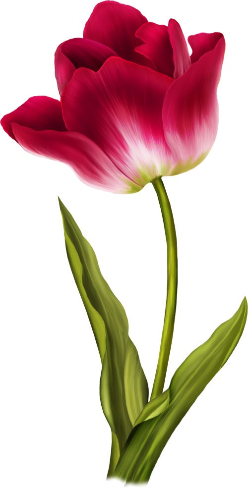 Tulip PNG image    图片编号:8986