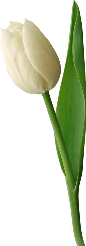 White tulip PNG image    图片编号:8987