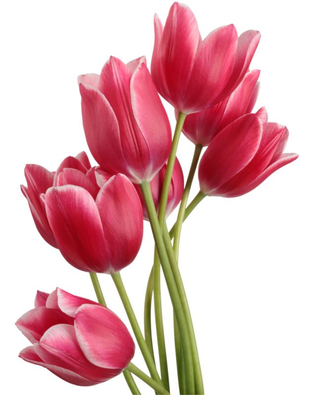 Tulips PNG image    图片编号:8989