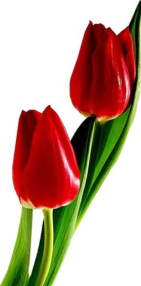 Red tulips PNG image    图片编号:8990
