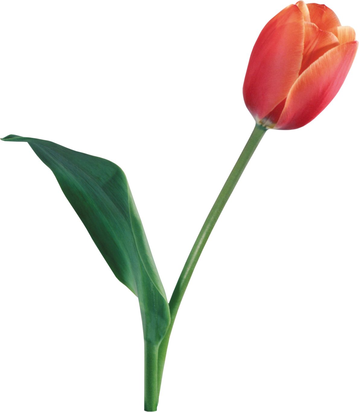 Tulip PNG image    图片编号:8992