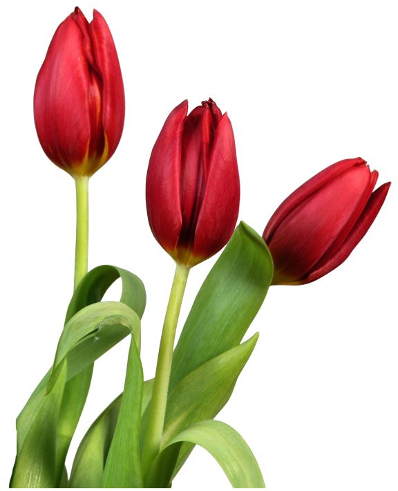 Tulip PNG image    图片编号:8993