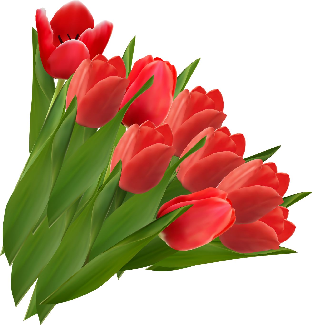 Tulip PNG image    图片编号:8994