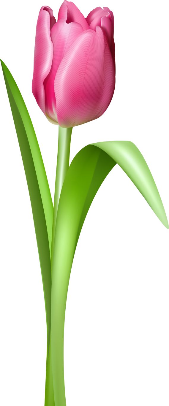 Tulip PNG image    图片编号:8998