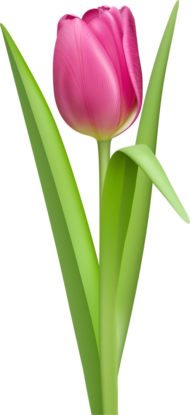 Tulip PNG image    图片编号:8999