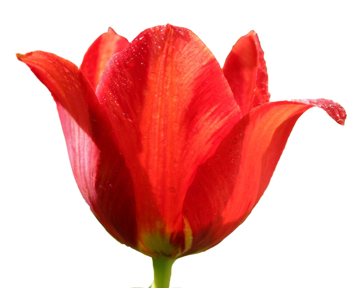 Tulip PNG image    图片编号:9001