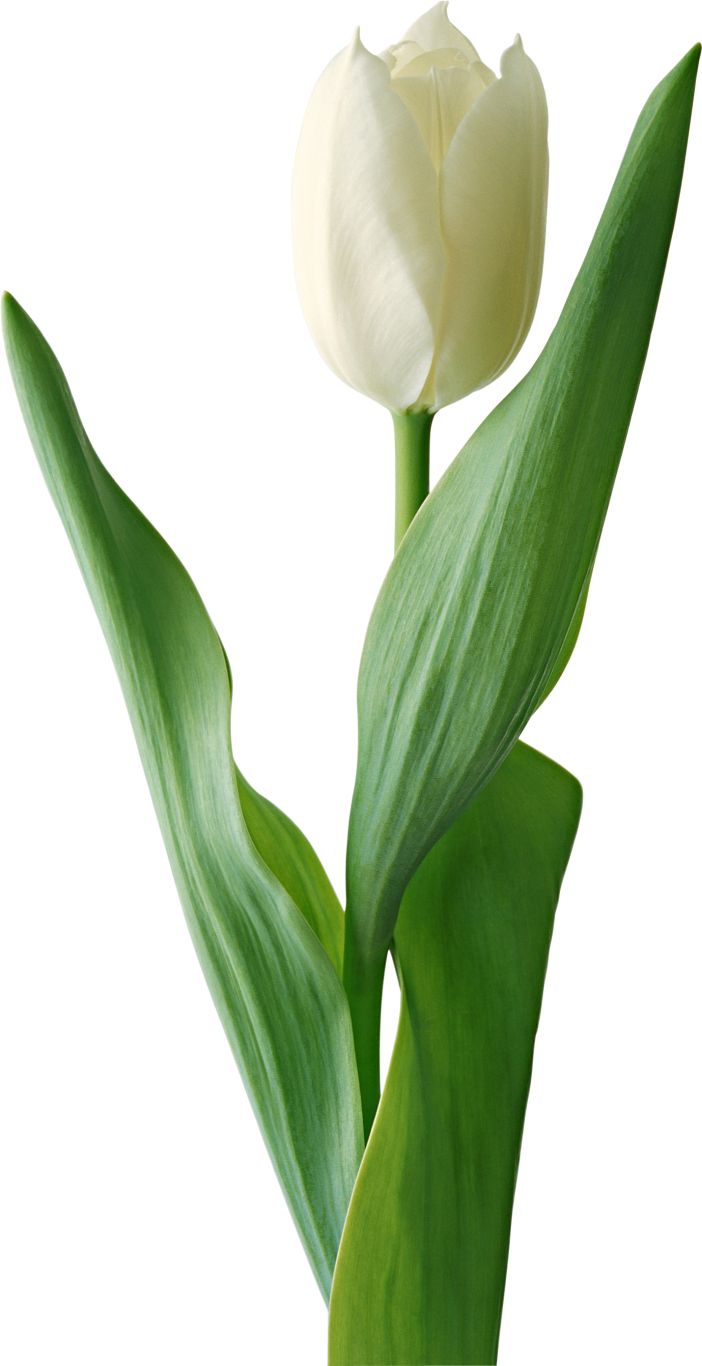 White tulip PNG image    图片编号:9003