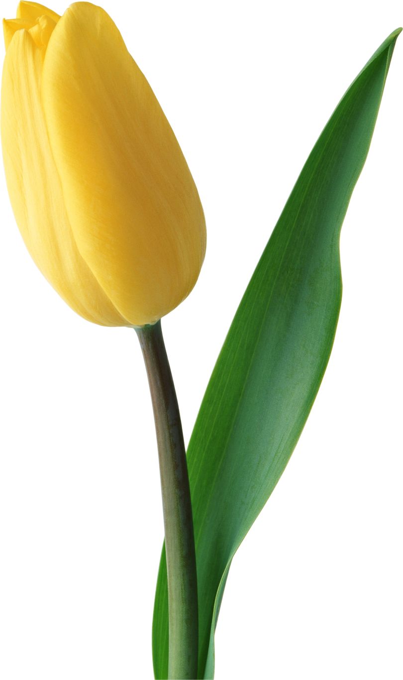 Yellow tulip PNG image    图片编号:9004