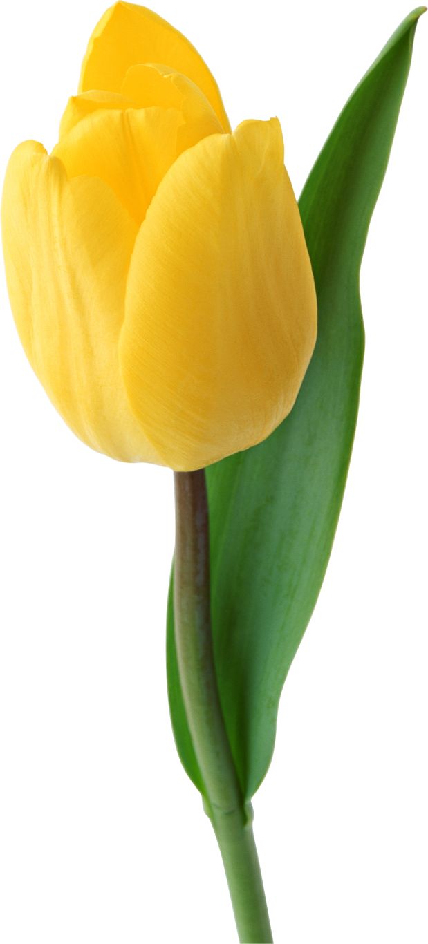 Yellow tulip PNG image    图片编号:9005