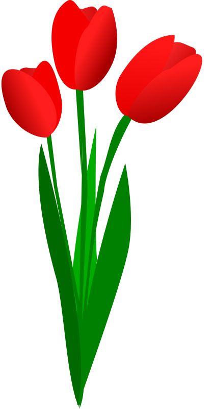 Tulip PNG image    图片编号:9007