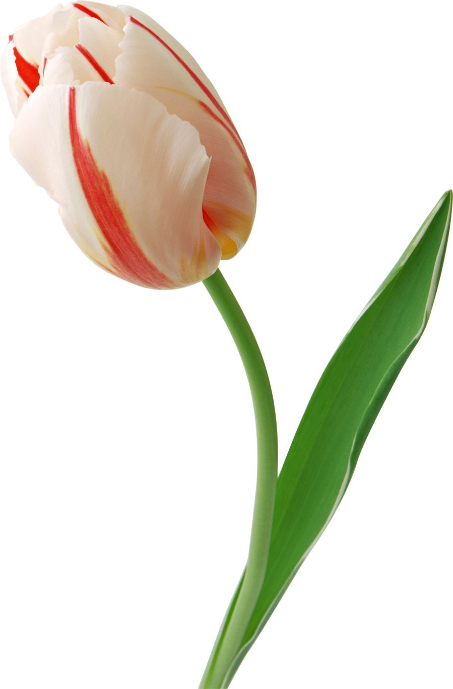 Tulip PNG image    图片编号:9012