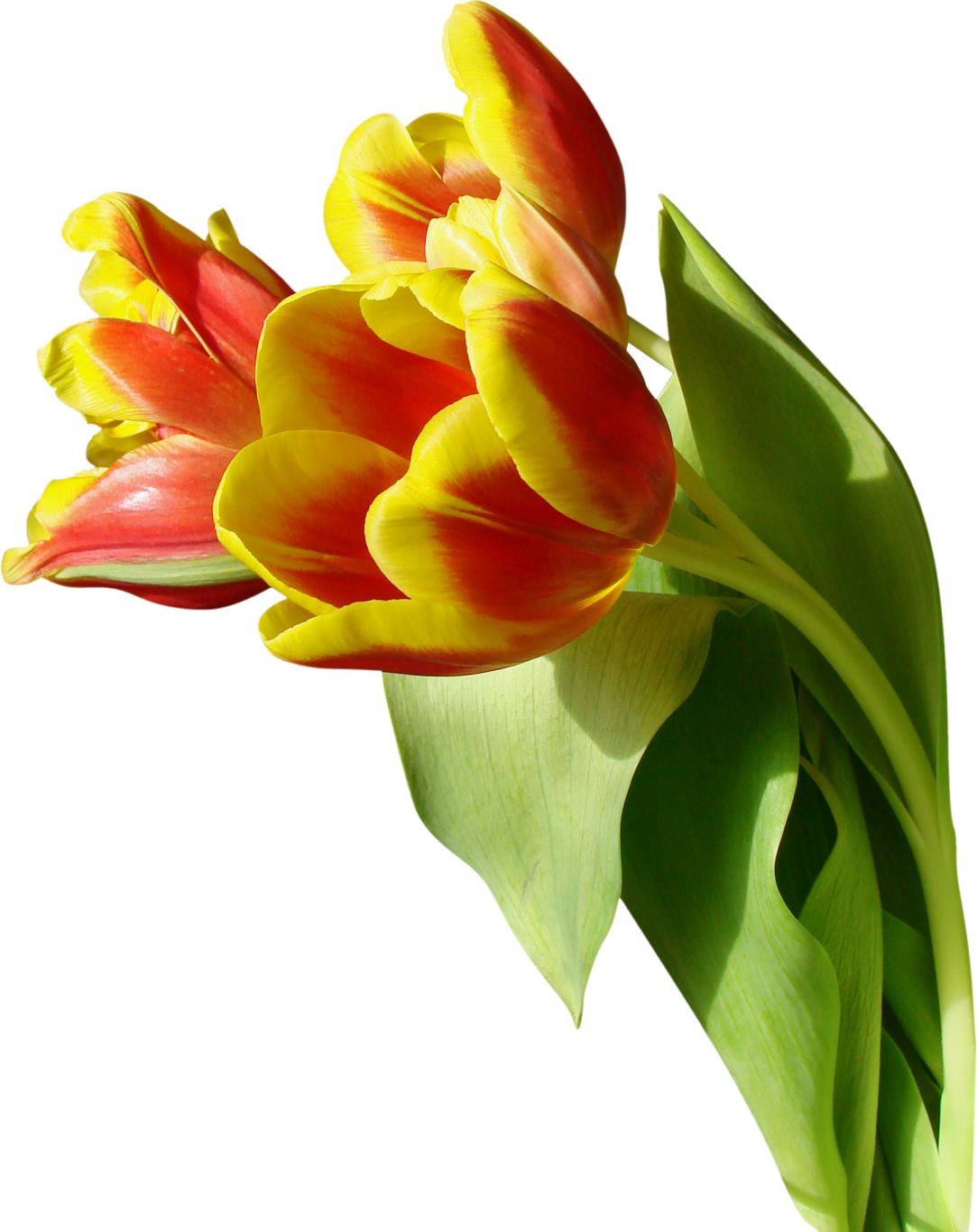 Tulip PNG image    图片编号:9014