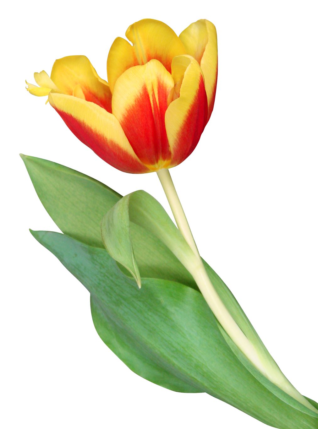 Tulip PNG image    图片编号:9015