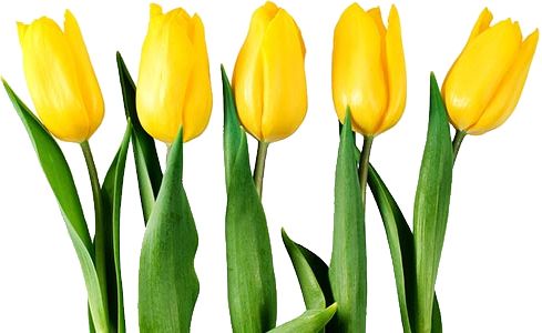 Yellow tulips PNG image    图片编号:9017