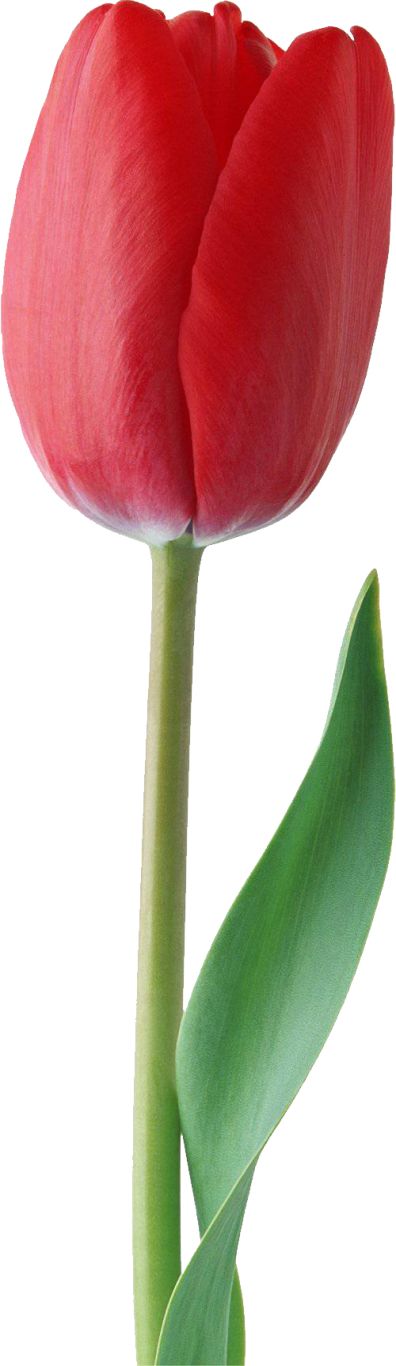 Red tulip PNG image    图片编号:9019