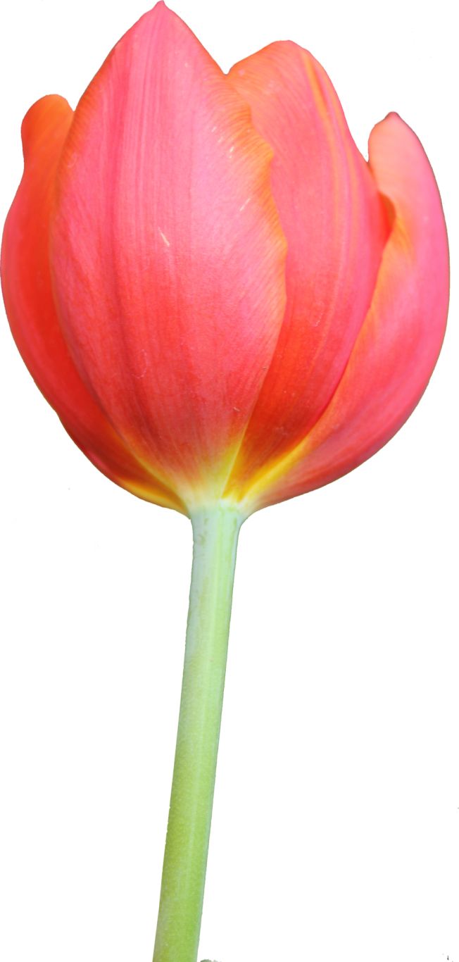 Tulip PNG image    图片编号:9021