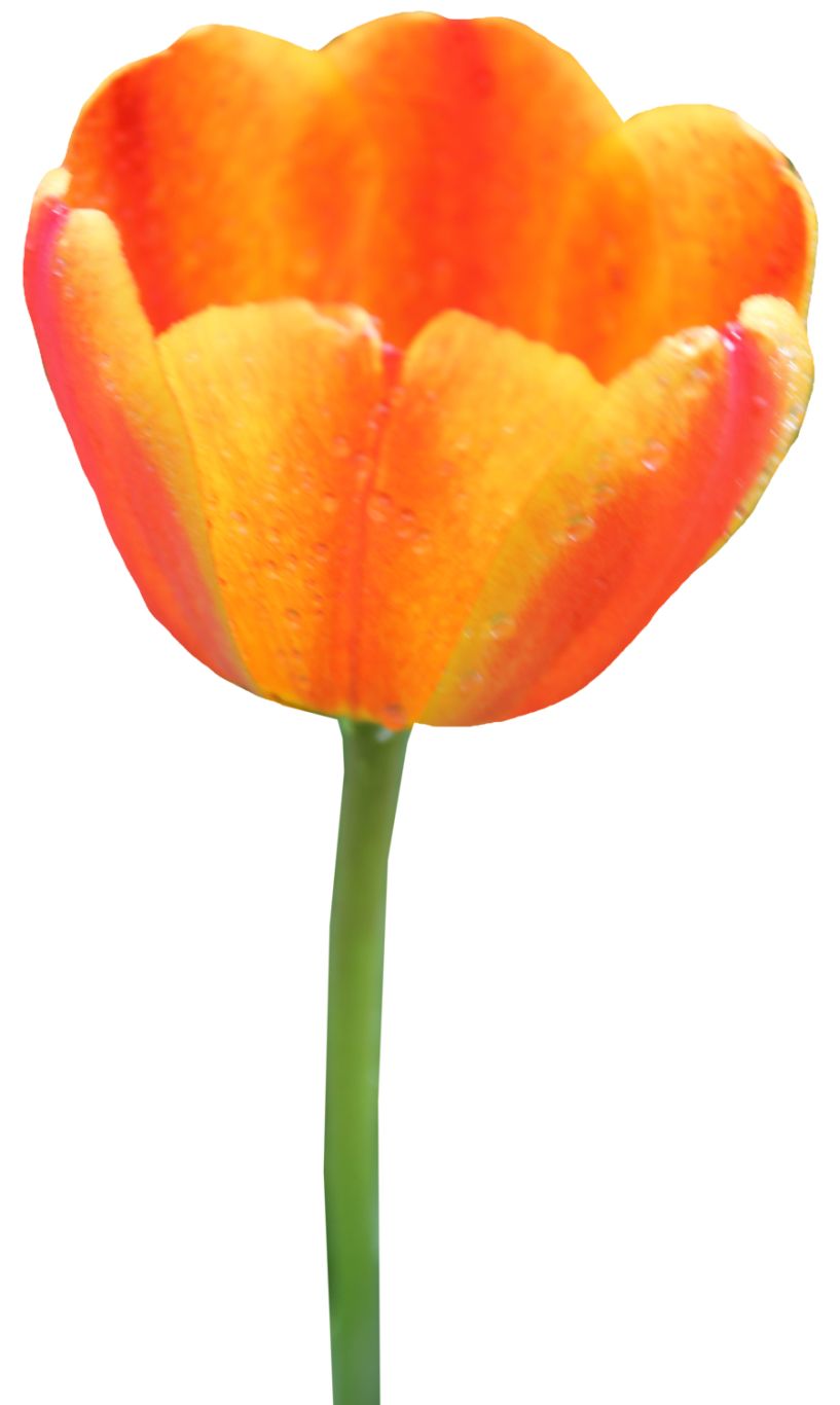 Tulip PNG image    图片编号:9023