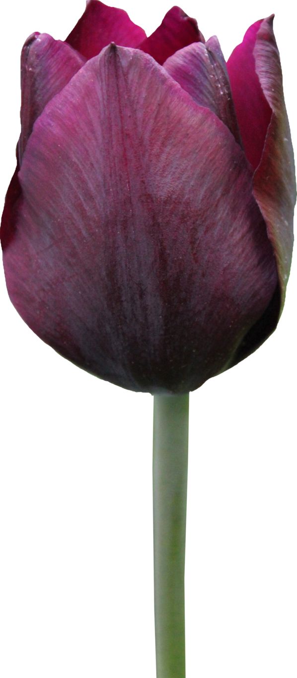 Tulip PNG image    图片编号:9024