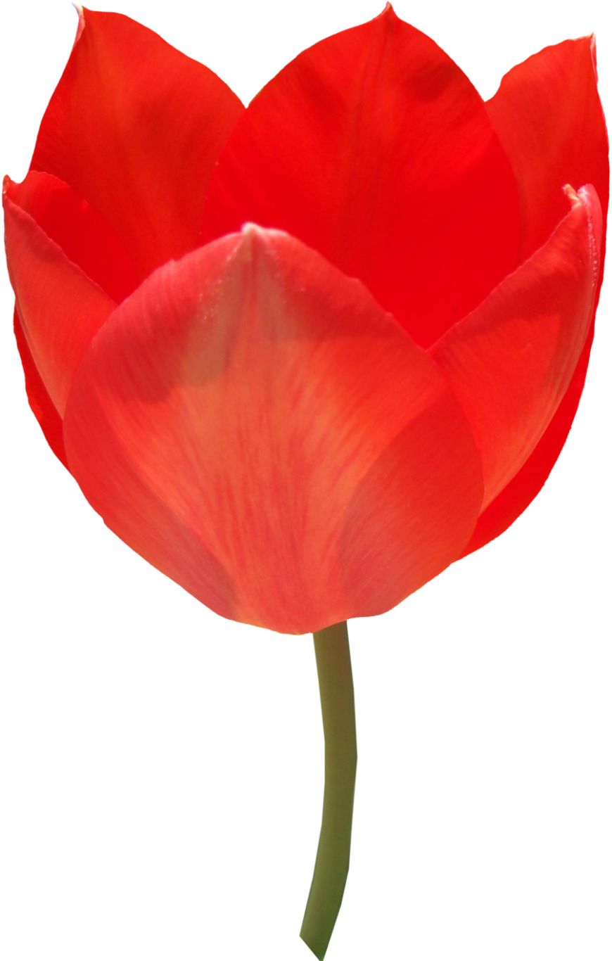 Red tulip PNG image    图片编号:9025
