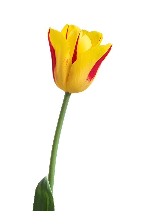 Yellow tulip PNG image    图片编号:9026