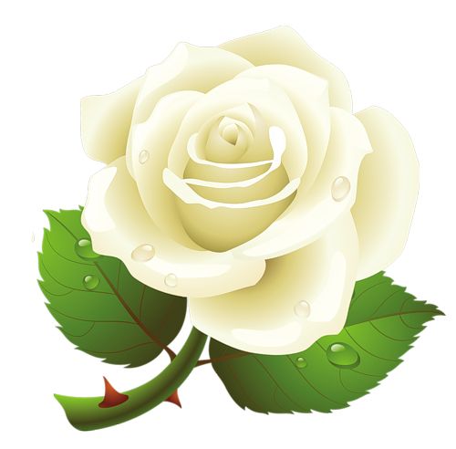 White rose PNG image, flower white rose PNG picture    图片编号:2778