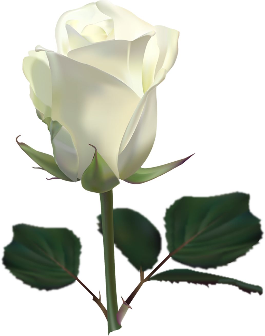 White rose PNG image, flower white rose PNG picture    图片编号:2780