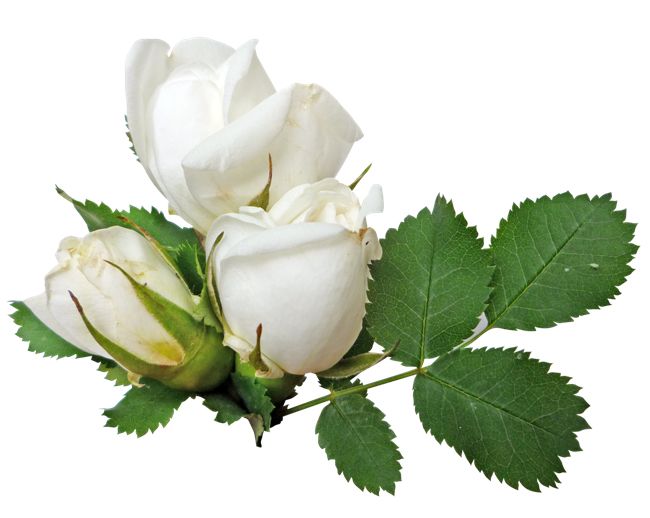 White rose PNG image, flower white rose PNG picture    图片编号:2781