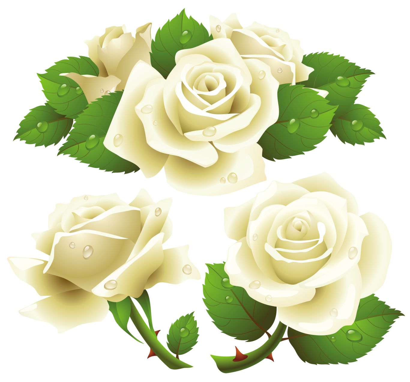 White rose PNG image, flower white rose PNG picture    图片编号:2784