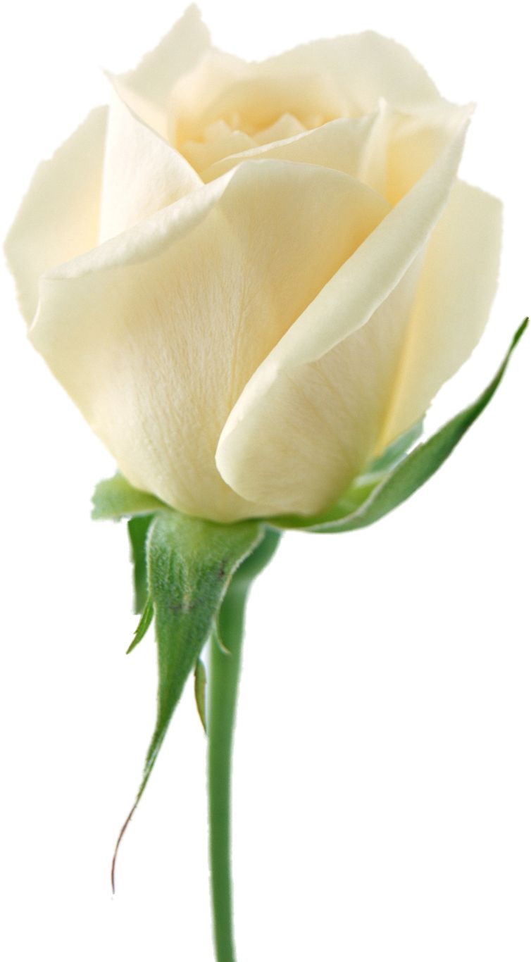 White rose PNG image, flower white rose PNG picture    图片编号:2785