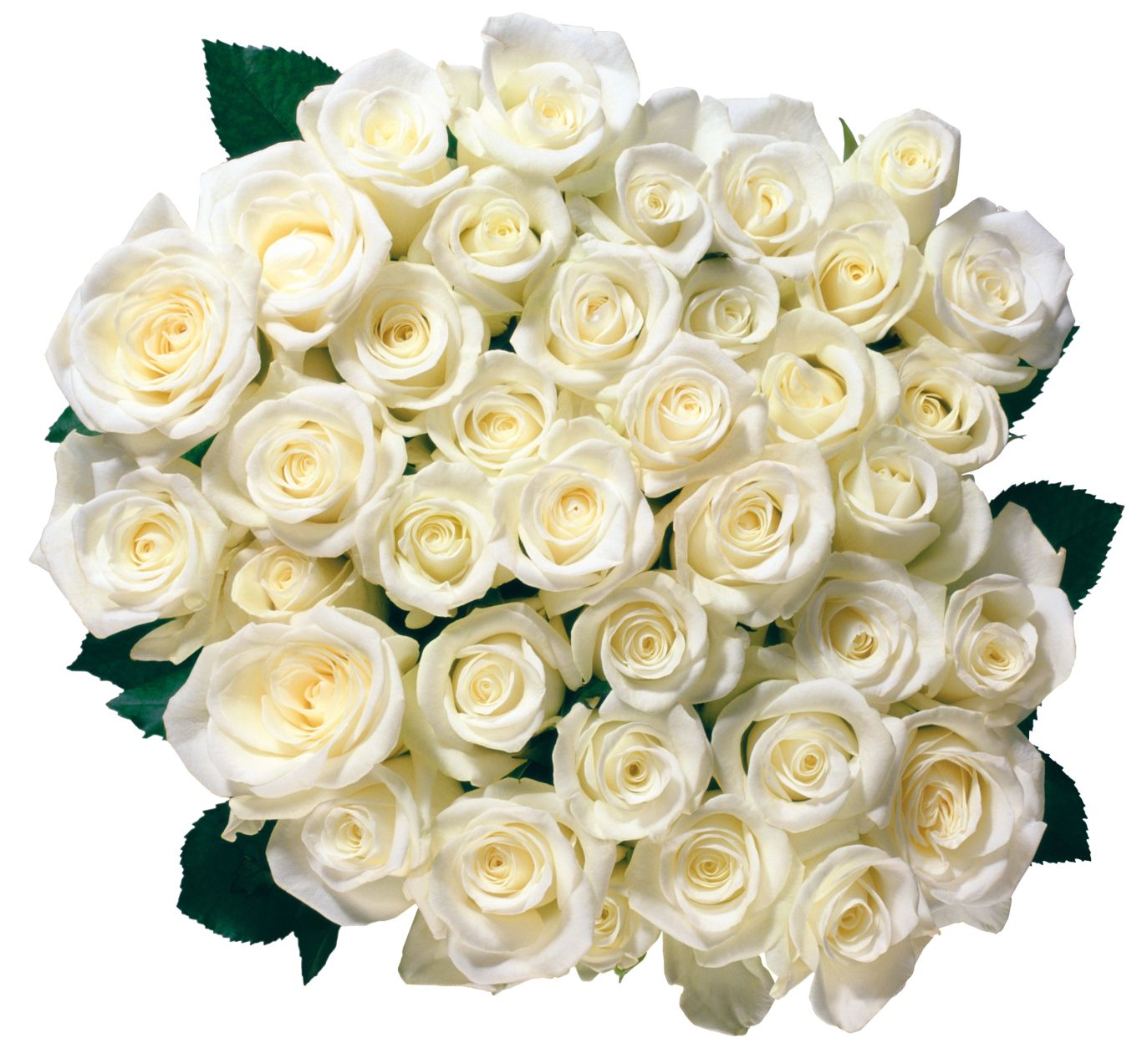 White rose PNG image, flower white rose PNG picture    图片编号:2787
