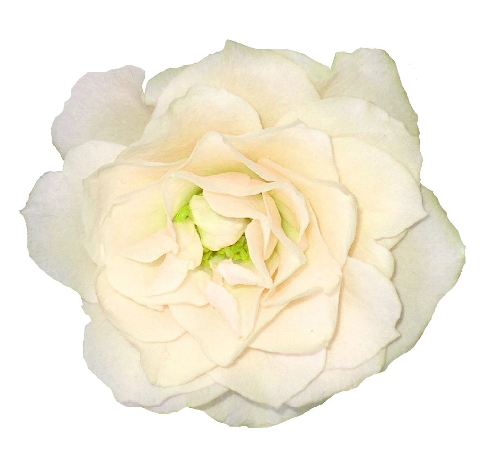 White rose PNG image, flower white rose PNG picture    图片编号:2788