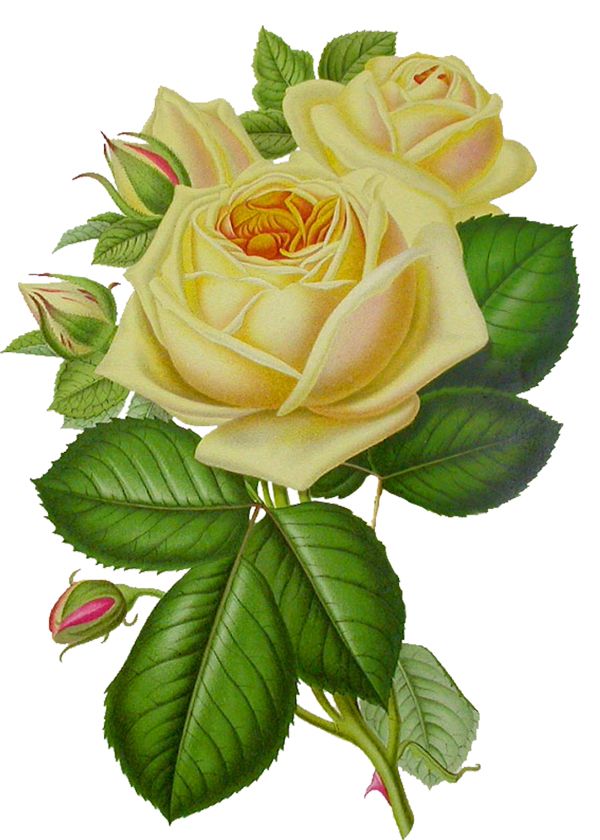 White rose PNG image, flower white rose PNG picture    图片编号:2789