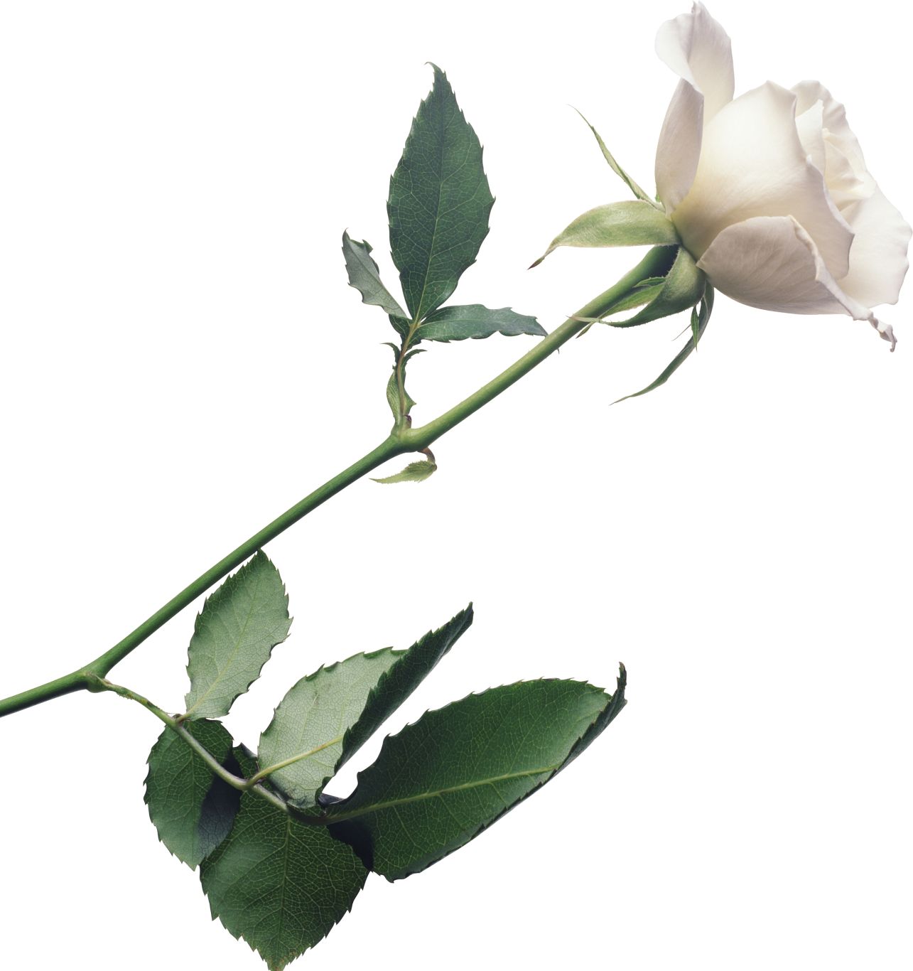 White rose PNG image, flower white rose PNG picture    图片编号:2791
