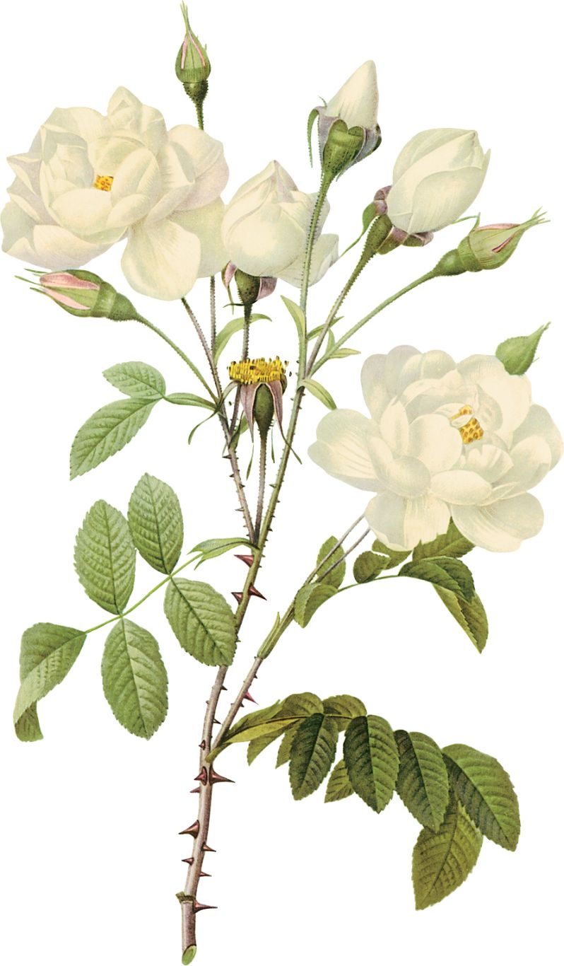 White rose PNG image, flower white rose PNG picture    图片编号:2793