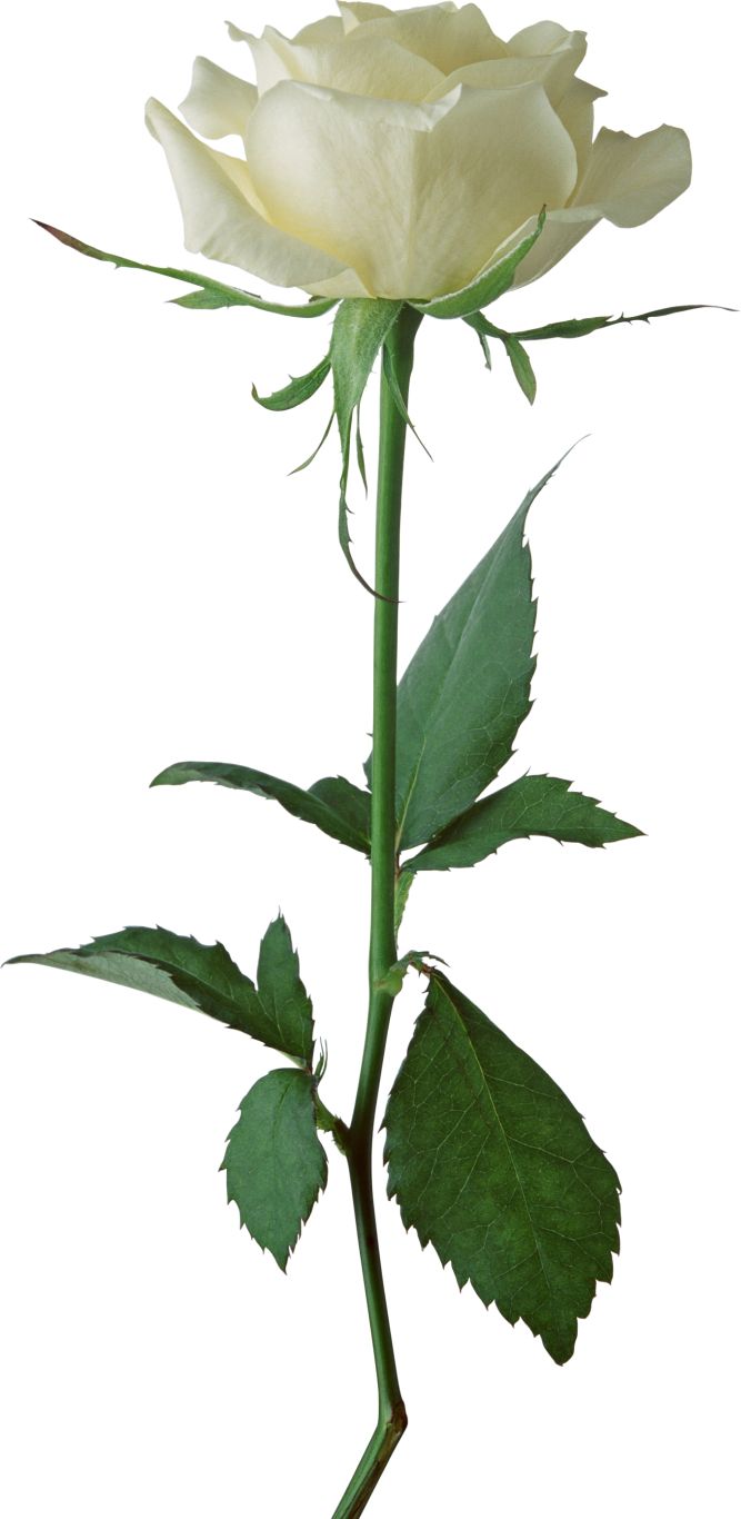 White rose PNG image, flower white rose PNG picture    图片编号:2795