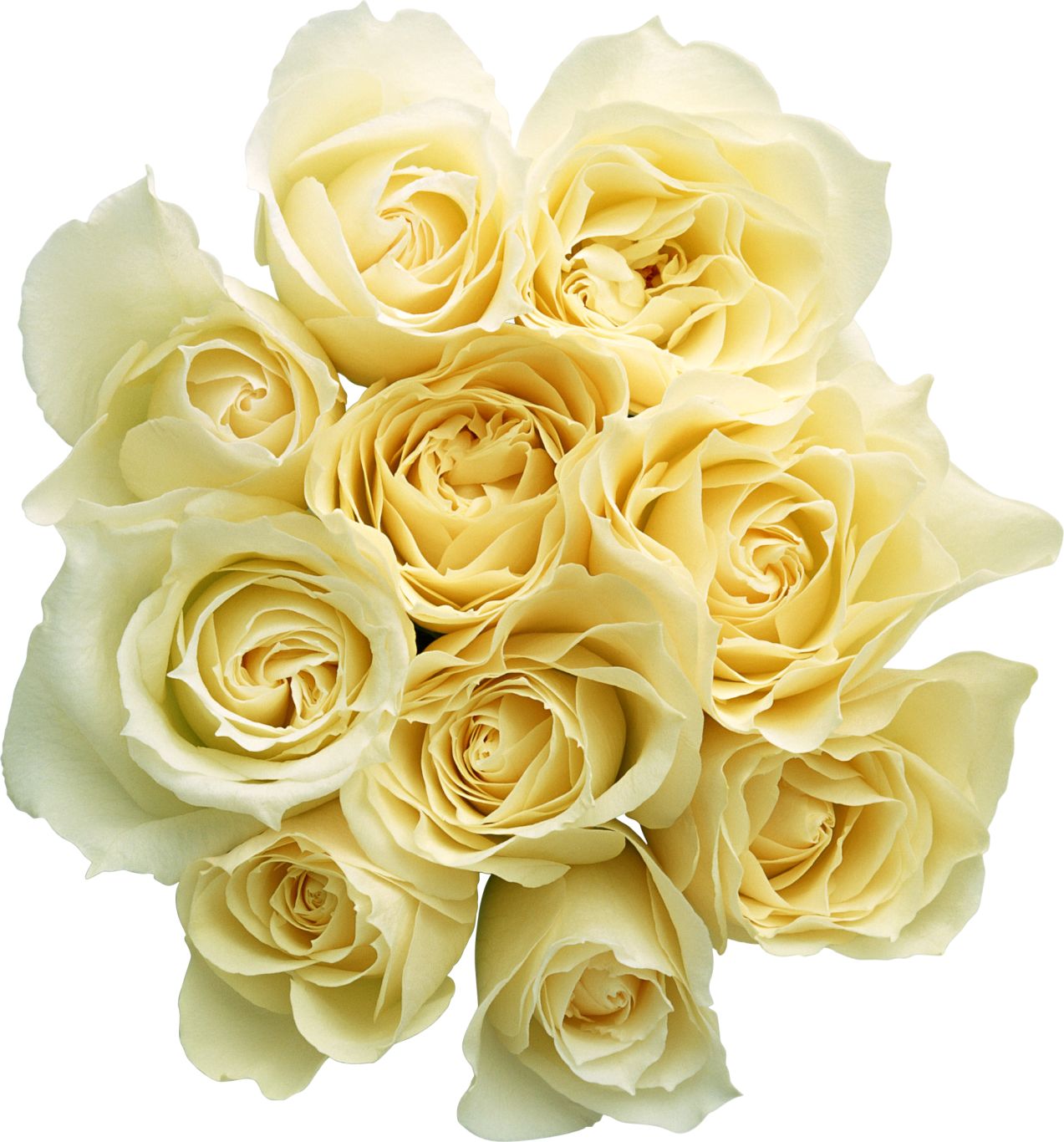 White rose PNG image, flower white rose PNG picture    图片编号:2797